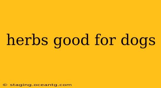 herbs good for dogs