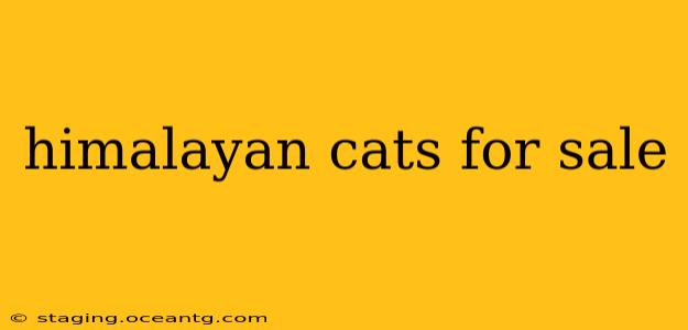 himalayan cats for sale