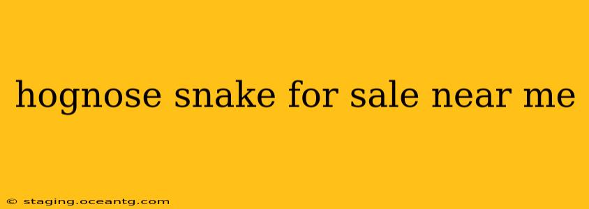 hognose snake for sale near me