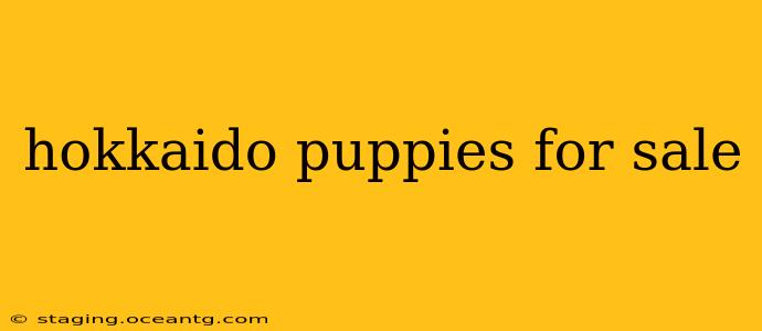 hokkaido puppies for sale