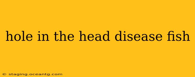 hole in the head disease fish
