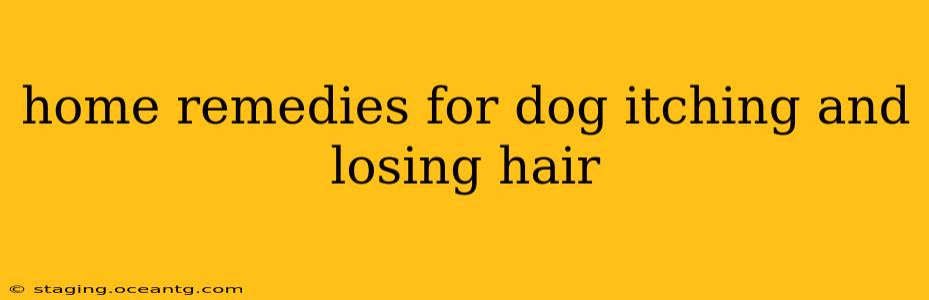 home remedies for dog itching and losing hair
