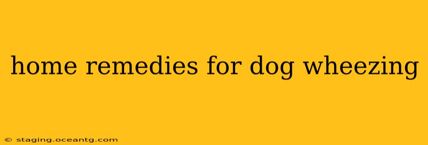 home remedies for dog wheezing