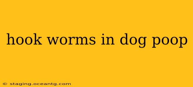 hook worms in dog poop