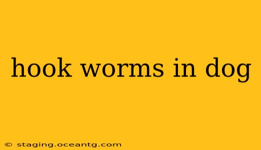 hook worms in dog