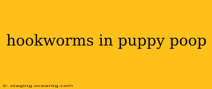 hookworms in puppy poop