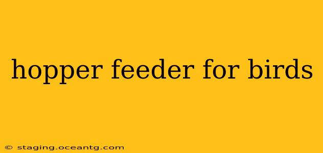 hopper feeder for birds