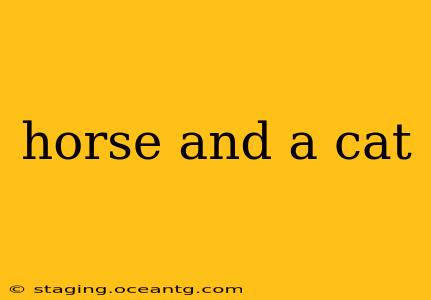 horse and a cat