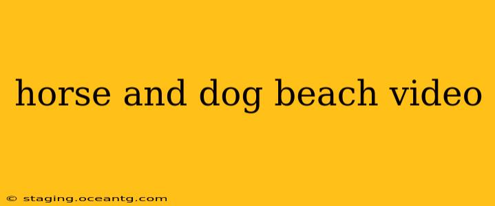 horse and dog beach video
