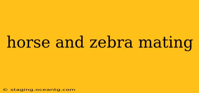 horse and zebra mating