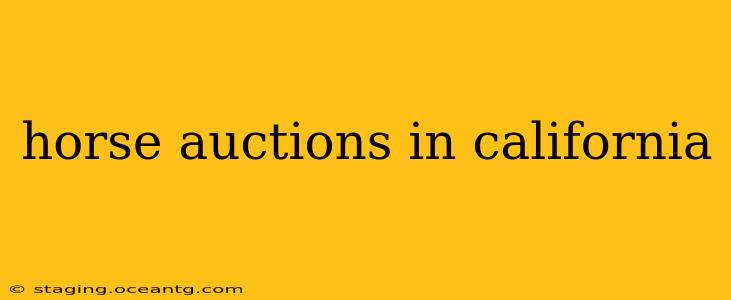 horse auctions in california