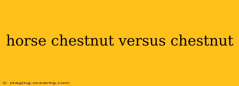 horse chestnut versus chestnut