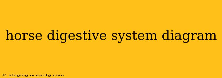 horse digestive system diagram