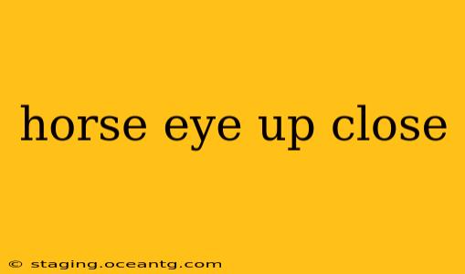 horse eye up close
