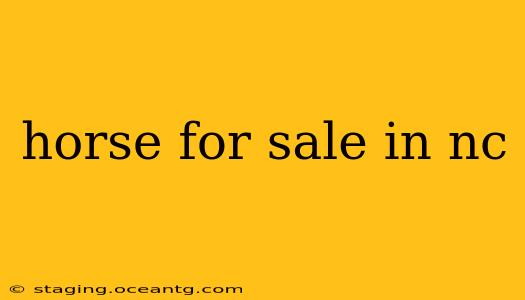 horse for sale in nc