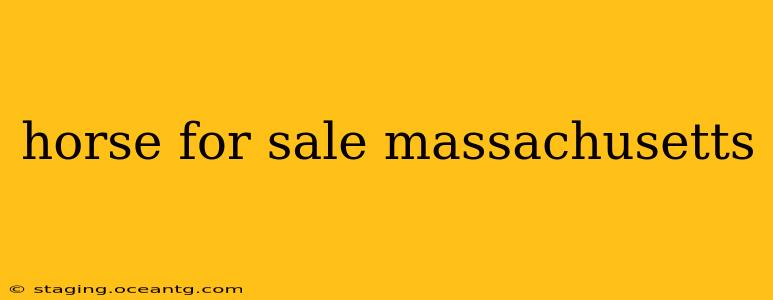 horse for sale massachusetts