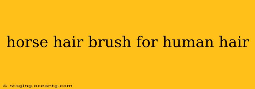 horse hair brush for human hair