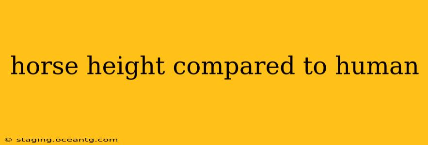 horse height compared to human