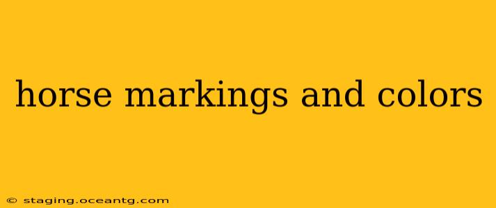horse markings and colors