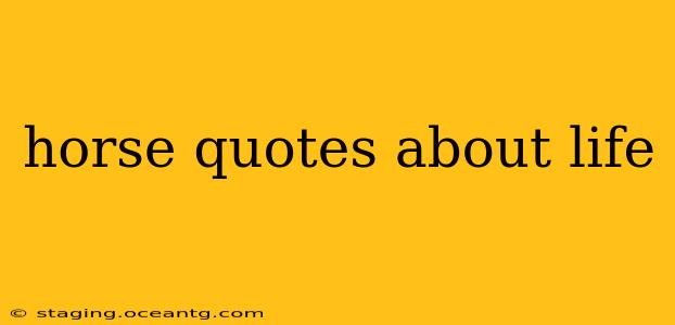 horse quotes about life
