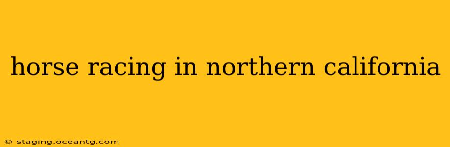 horse racing in northern california