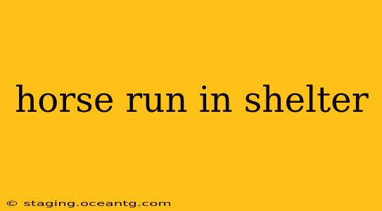 horse run in shelter