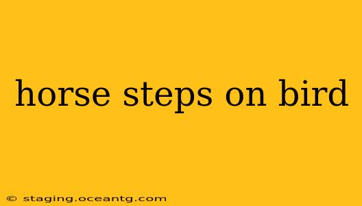 horse steps on bird