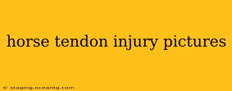 horse tendon injury pictures