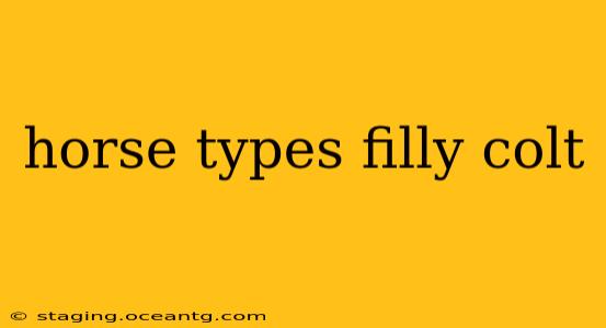 horse types filly colt