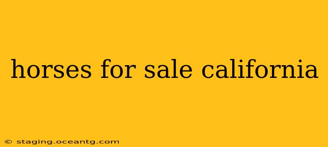 horses for sale california