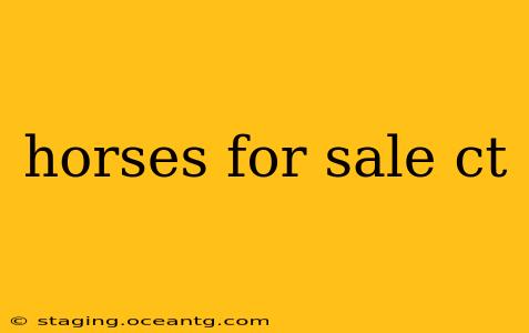 horses for sale ct
