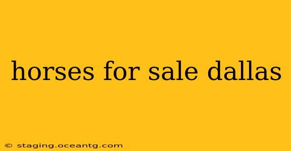 horses for sale dallas