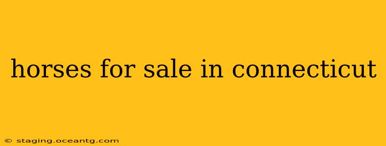 horses for sale in connecticut