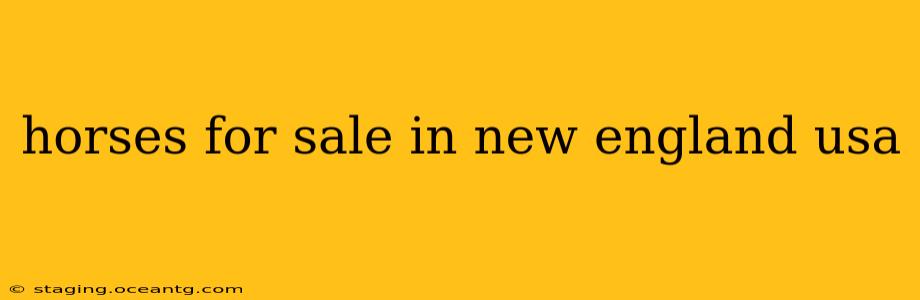 horses for sale in new england usa