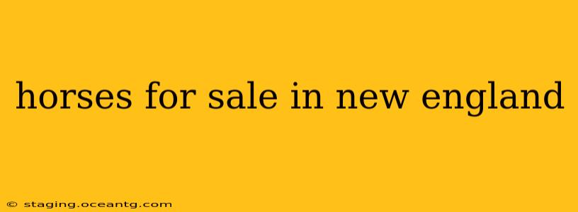 horses for sale in new england