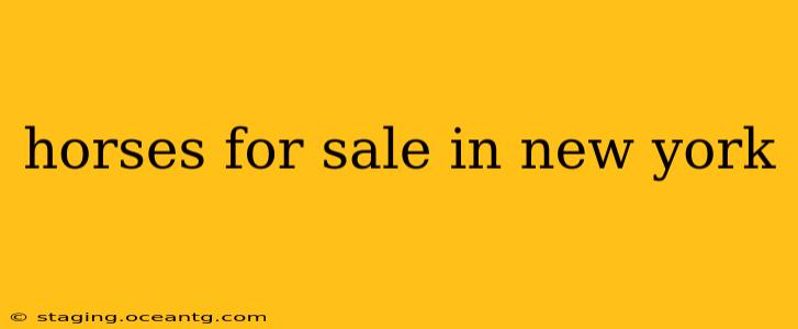horses for sale in new york