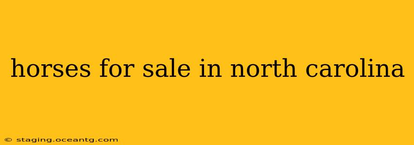 horses for sale in north carolina