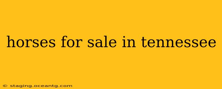 horses for sale in tennessee