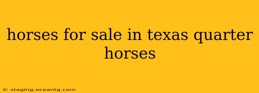 horses for sale in texas quarter horses
