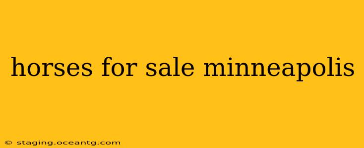 horses for sale minneapolis