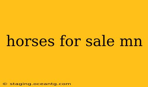 horses for sale mn