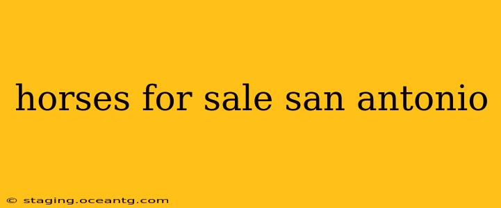 horses for sale san antonio