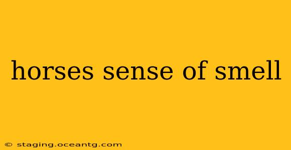 horses sense of smell