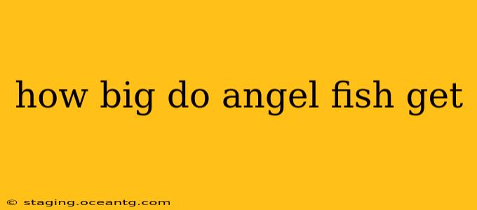 how big do angel fish get