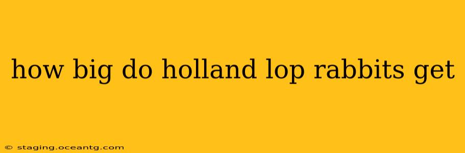 how big do holland lop rabbits get