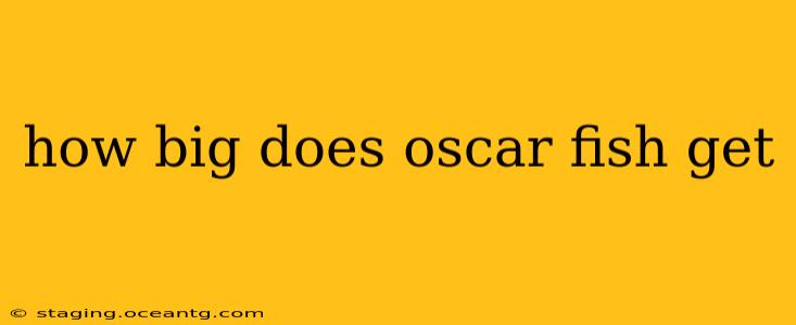 how big does oscar fish get