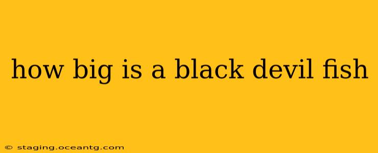 how big is a black devil fish