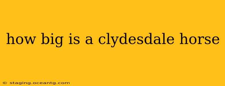 how big is a clydesdale horse
