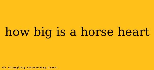 how big is a horse heart