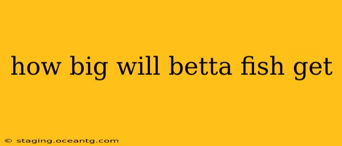 how big will betta fish get